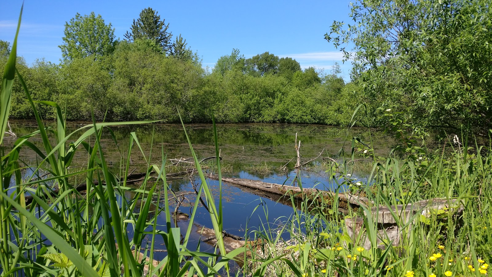 Photo of Sammamish Rowing Association