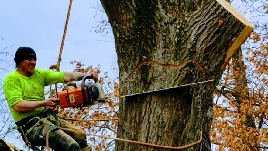 Photo of Bigg Wood Tree Service LLC