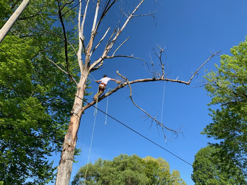 Photo of Bigg Wood Tree Service LLC