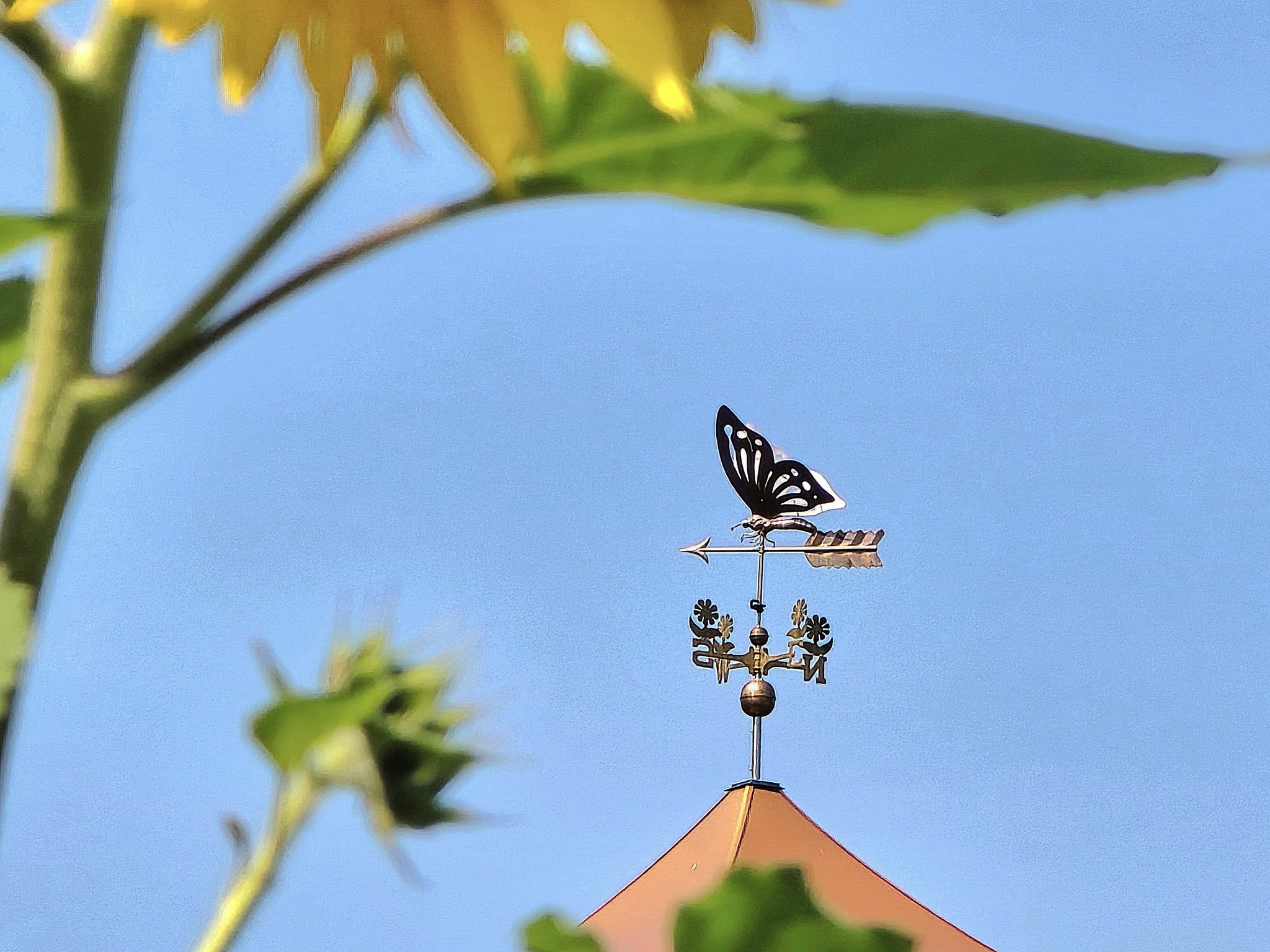 Photo of Monarch Meadow Vineyard