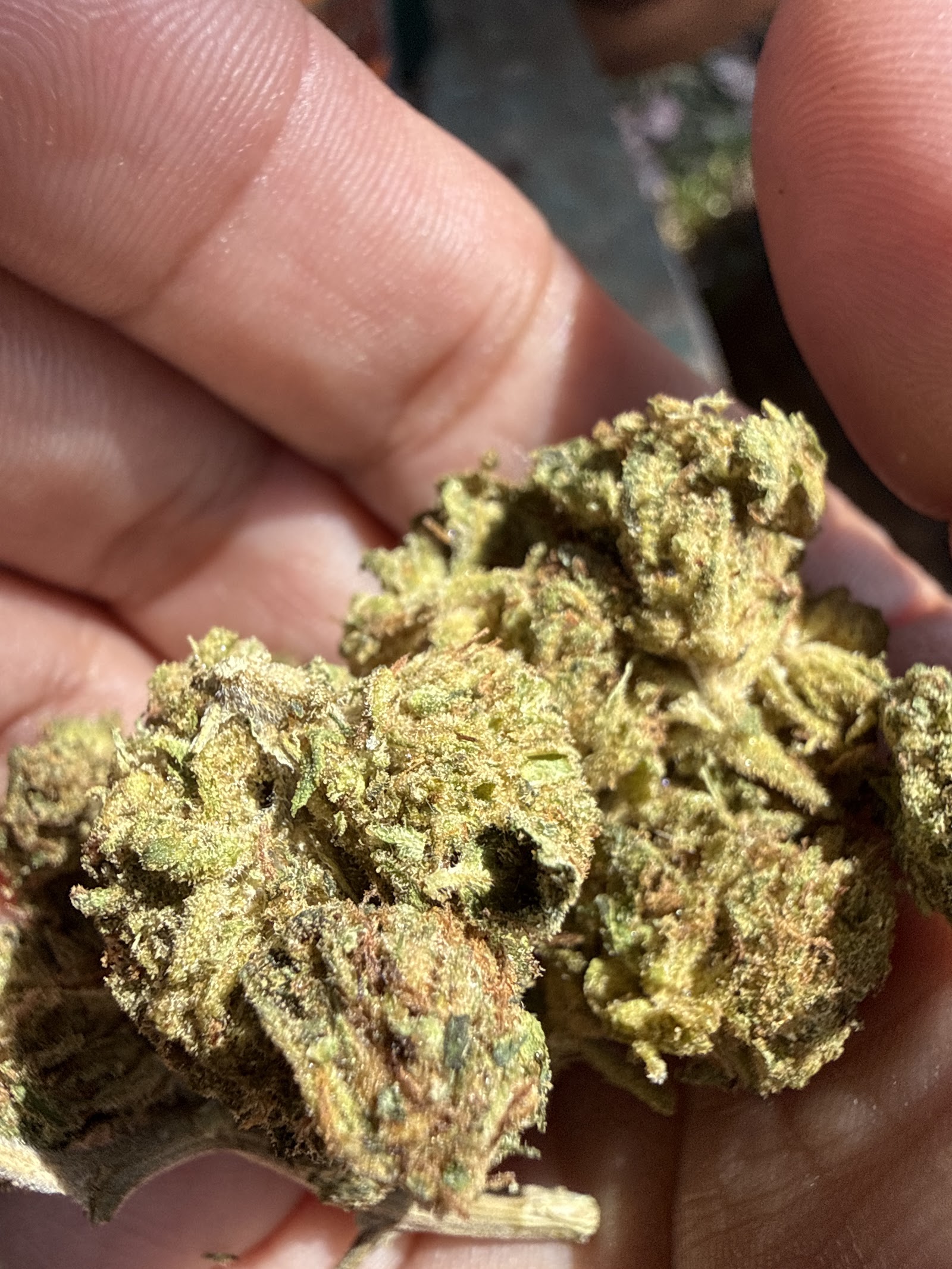 Photo of Smoakland Weed Delivery