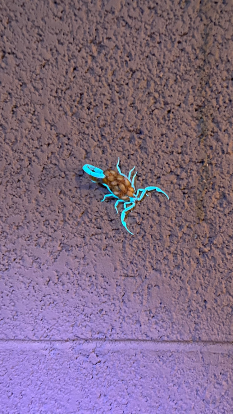 Sage Solutions Pest Control photo 4